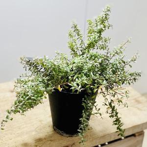 花苗 観葉植物：グレビレア サパーブ*8号 オージープランツ Grevillea