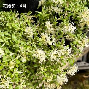 花苗 観葉植物:グレビレア コースタルスパイダ...の詳細画像2