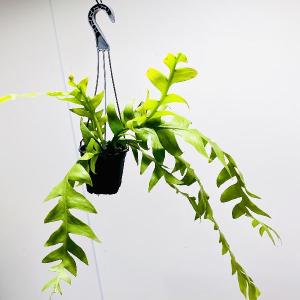 おしゃれ 観葉植物：エピフィラム レッドチップ*5号 吊り鉢 : 遊恵盆栽