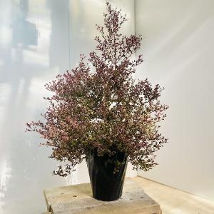 遊恵盆栽 Yahoo 店 玄関前にオススメ 植木 庭木 Yahoo ショッピング