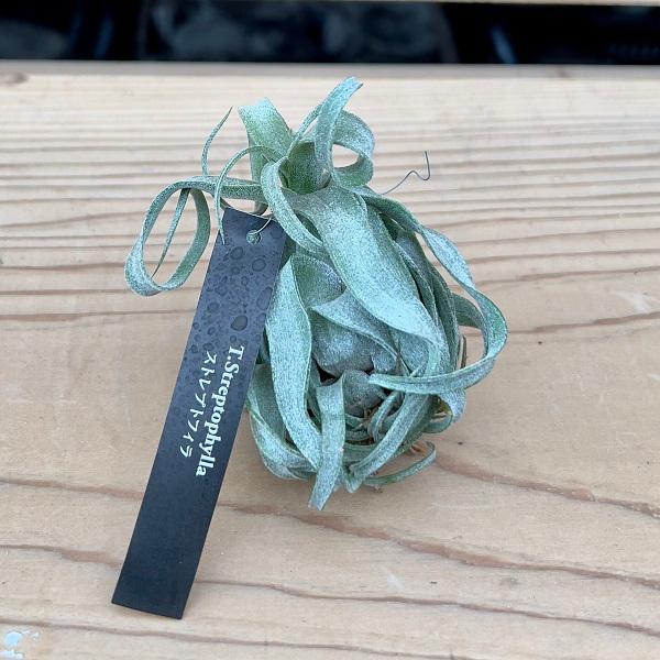 おしゃれ　観葉植物　エアープランツ：チランジア ストレプトフィラ R*