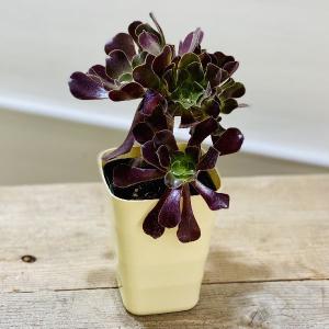 100#多肉植物アエオニウム錦❤️ アンナ ❤️11頭17cm拔き苗 T)アンナ錦(アエオニウム) | RuPo 多肉植物専門店