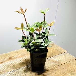 おしゃれ 観葉植物 ペペロミア プテオラータ プラポット 3 5号 F5942v 遊恵盆栽 Yahoo 店 通販 Yahoo ショッピング