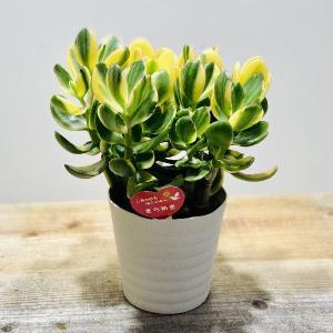 おしゃれ 観葉植物：ドラセナ コンシンネ 7号*レインボー トリカラー