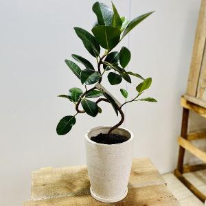 おしゃれ　観葉植物　鉢色選べる：フランスゴムの木*鉢植え　受皿付　フィカス　ルビギノーサ｜y-bonsai