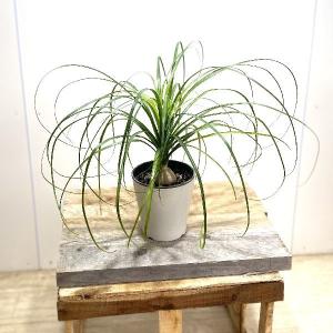 トックリラン 花言葉の商品一覧 通販 Yahoo ショッピング