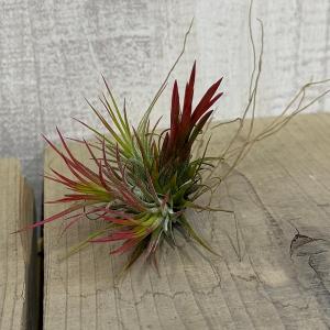 おしゃれ 観葉植物 エアープランツ：チランジア ベルゲリ クランプ