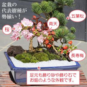 盆栽:桜・五葉松寄せ植え*<青長角縁付鉢>(2...の詳細画像1