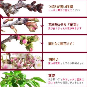 盆栽:桜・五葉松寄せ植え*<青長角縁付鉢>(2...の詳細画像4