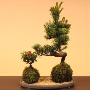 苔玉セット:五葉松・長寿梅*(受け皿&化粧砂付...の詳細画像1