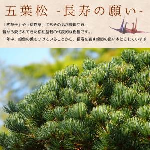 苔玉セット:五葉松・南天*(受け皿&化粧砂付)...の詳細画像2