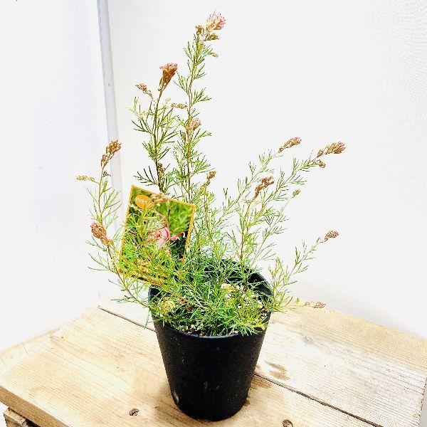 花苗　観葉植物：グレビレア　 センパフローレンス*5号