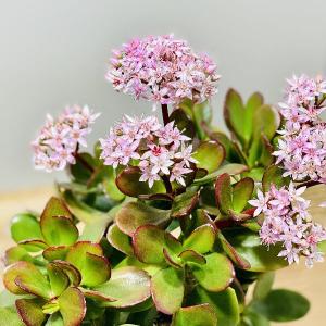 観葉植物:金のなる木 桜花月*サクラカゲツ 4号の詳細画像1