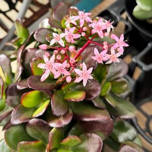 観葉植物:金のなる木 桜花月*サクラカゲツ 4号の詳細画像2