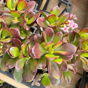 観葉植物:金のなる木 桜花月*サクラカゲツ 4号の詳細画像3