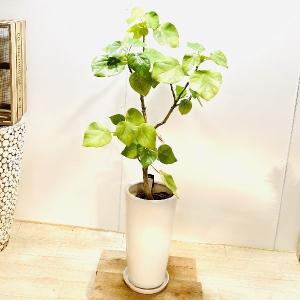 おしゃれ　観葉植物：斑入り ハスノハギリ ラブリーハート*鉢植え 受皿付  バーク 現品2番 大型ヤマト便配送｜y-bonsai