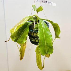 希少品種　観葉植物　食虫植物：ウツボカズラ　ネペンテス　マキシマグリーン　吊り鉢*5号｜y-bonsai