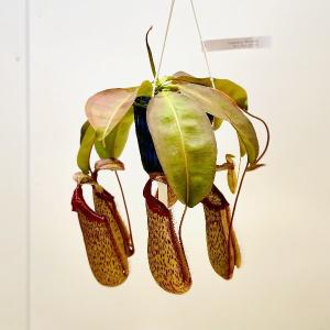 希少品種 観葉植物 食虫植物：ウツボカズラ ネペンテス アラータ