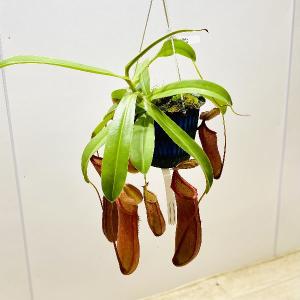 食虫植物）一点物 ウツボカズラ ネペンテス ビーチ・バレオBE
