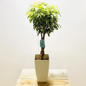 観葉植物：ねじり フィカス　ベンジャミン スターライトビューティー×レジナルド*プラポット｜y-bonsai