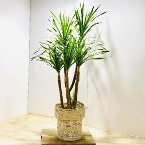 代引き手数料無料 一点もの 観葉植物 送料込み 8号 カンボジアーナ ドラセナ 希少 植物 観葉植物 Labelians Fr