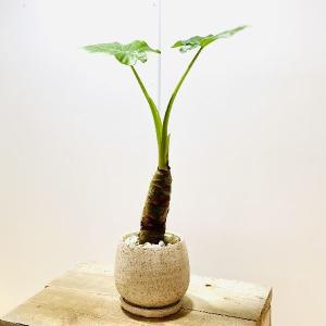 おしゃれ　観葉植物：クワズイモ 鉢植え*受皿付