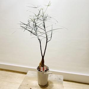 おしゃれ　観葉植物：ボトルツリー*ブラキキトン　プラポット｜y-bonsai