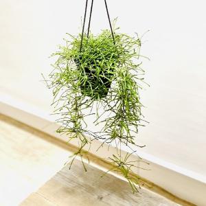 観葉植物：モンステラ エスケレート*5号 吊り鉢 Monstera esqueleto