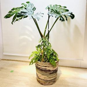 おしゃれ　観葉植物：モンステラ＆マドカズラ*寄せ植え　鉢カバー付　大型佐川急便　現品をお届け｜y-bonsai