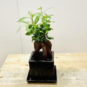 がじゅまる　観葉植物：ガジュマル*ブラックキューブ陶器鉢　受け皿付　黒鉢