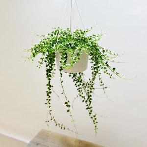 ［現品］29番　創樹　オリーブ　マンザニロ　7号　観葉植物　オリーブの木　人気 創樹 オリーブの木 SOUJU 幹太 Manzanillo マンザニロ 7号鉢