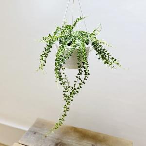 現品】ブーファン・ディスティカ（ディスティチャ） 8号 紺鉢（4
