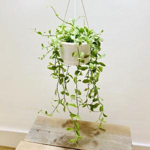 おしゃれ　観葉植物：ディスキディア エメラルド*吊り鉢　5号