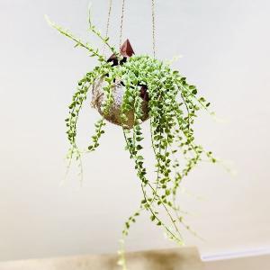 観葉植物：モンステラ エスケレート*5号 吊り鉢 Monstera esqueleto