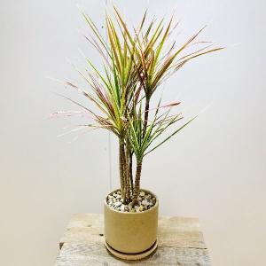 ドラセナレインボー 花 ガーデニング の商品一覧 通販 Yahoo ショッピング