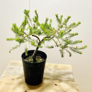 観葉植物　鉢花　苗：バンクシア　エキフォリア*6号｜y-bonsai