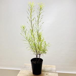 観葉植物　鉢花　苗：バンクシア　スピヌロサ*ヘアピンバンクシア　6号｜y-bonsai