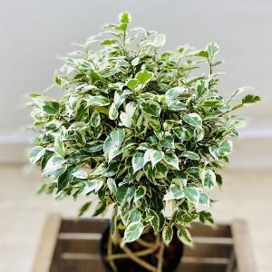 おしゃれ 観葉植物:フィカス ベンジャミン ス...の詳細画像1