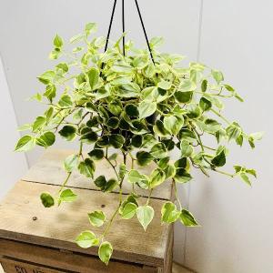 おしゃれ 観葉植物：ユッカ ロストラータ*10号 Yucca rostrata 茶プラ