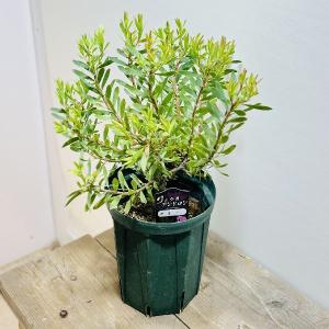 観葉植物　鉢花　苗：リューカデンドロン　アミー*6号｜y-bonsai