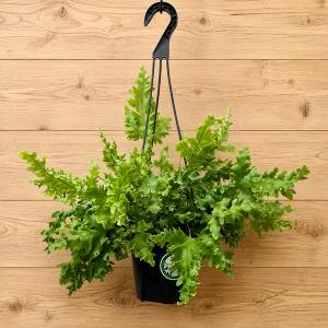 観葉植物 鉢花 苗：バンクシア バースデー キャンドル*6号 Birthday