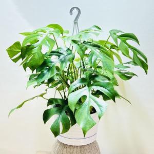 ヒメモンステラ 観葉植物 の商品一覧 花 ガーデニング 通販 Yahoo ショッピング