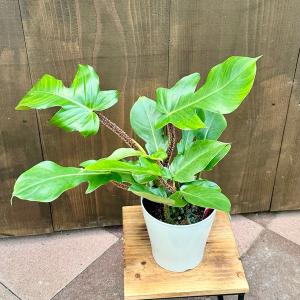 おしゃれ 観葉植物：フィロデンドロン スクアミフェルム*5号 プラポット