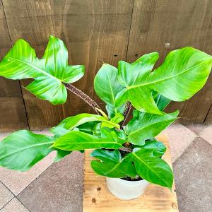 おしゃれ 観葉植物:フィロデンドロン スクアミ...の詳細画像1