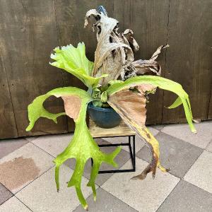 おしゃれ 観葉植物：ビカクシダ コウモリラン ビーチー*8号 吊り