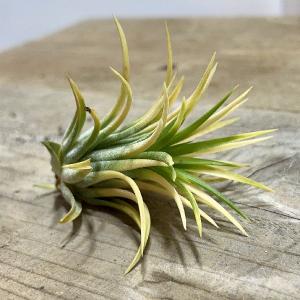 観葉植物：チランジア エアープランツ ドラティ 現品*ドゥラティ
