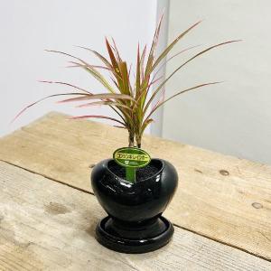 おしゃれ 観葉植物 ハート型鉢 受皿付 テーブルサイズ F6650v 遊恵盆栽 Yahoo 店 通販 Yahoo ショッピング