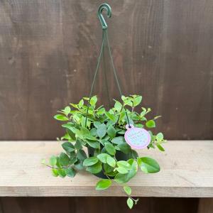 アローカリア ナンヨウスギ 7号鉢 観葉植物 : 日本ライン花木センター