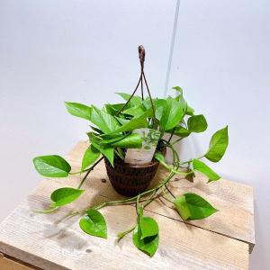 ポトスパーフェクトグリーンの商品一覧 通販 Yahoo ショッピング