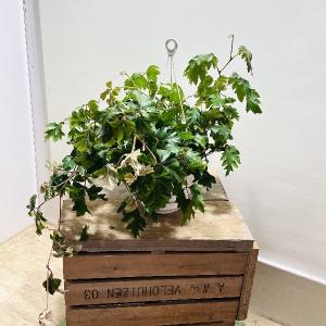 鉢花 観葉植物：フィリカ プベッセンス ワフトフェザー ハイドラ*7号
